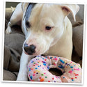 Doggijuana Get the Munchies Refillable Juananip Donut Squeaky Plush Dog Toy