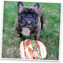 Doggijuana Get the Munchies Refillable Juananip Cheeseburger Squeaky Plush Dog Toy