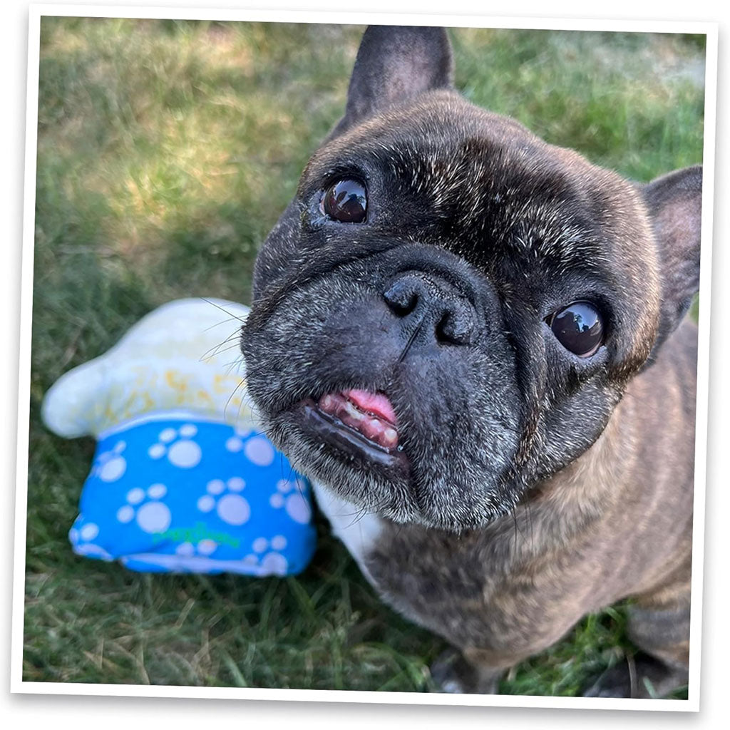 Doggijuana Munchies Ice Cream Pup Cup – Endless Play!