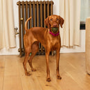 Ark Naturals Brushless Toothpaste Play Occupying Dental Chews 4-in-1 for Dogs, 2-count-4