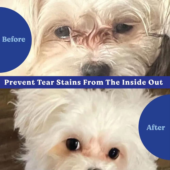 Before and after comparison of a dog with and without tear stains.