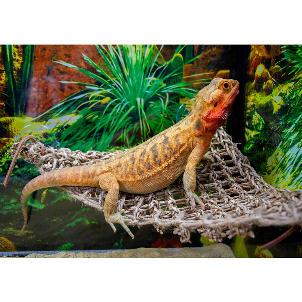 Penn-Plax Reptology Natural Lizard Lounger