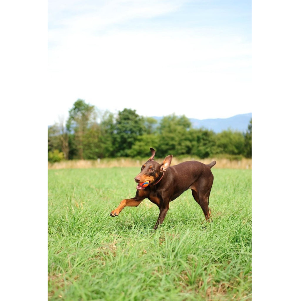 Chuckit! Ultra Ball Toy For Dogs - Small (2 pack)