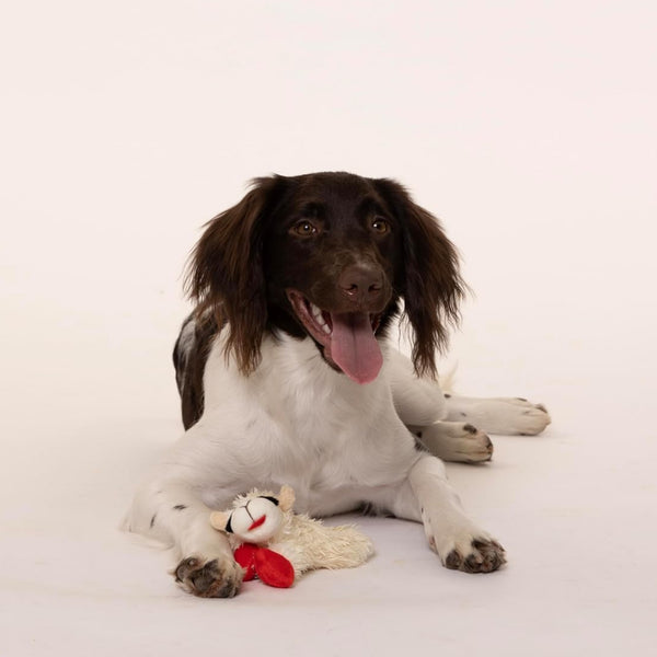 Multipet Lamb Chop Knobby Noggins Plush Squeaky Dog Toy Assorted 5"