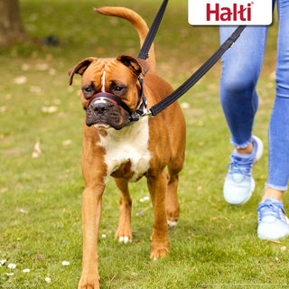 The Company of Animals Halti Optifit For Dogs (Medium)