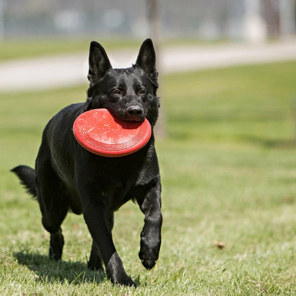 Kong Classical Flyer toy For Dogs (Large)