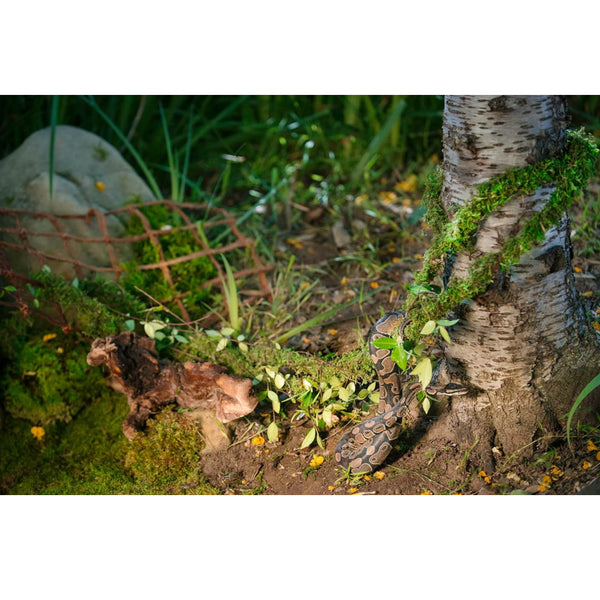 Galapagos MossVine for Hanging & Climbing (12 ft)