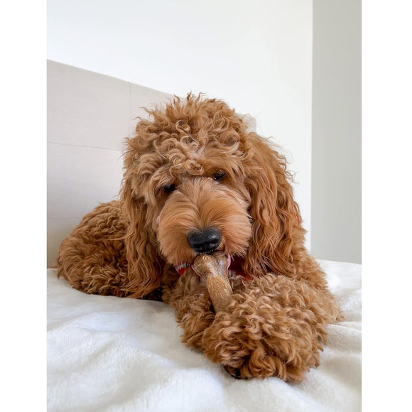 Nylabone Healthy Edibles All-Natural Long Lasting Bacon Chew Treats for Dogs (Medium 2ct)