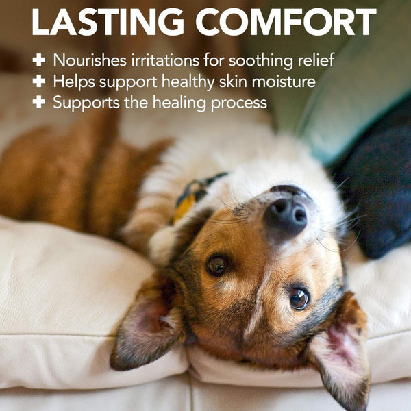 this hot spot shampoo for dogs provides lasting comfort