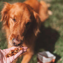 OTIS Wild Things Salmon Trainers Bite-Sized Treats for Dogs (4 oz)