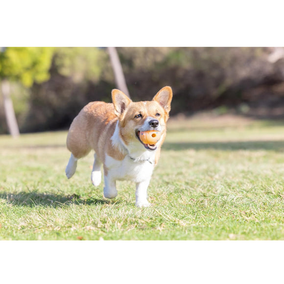 Chuckit! Birthday Fetch Ball Toy For Dog- Medium (Multi Color)