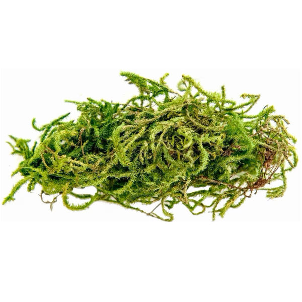 Galapagos 5- Star Premium Terrarium Sphagnum Moss for Enhanced Humidity- Fresh Green