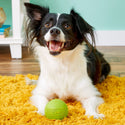 JW Pet iSqueak Ball Toy For Dogs- Assorted colors