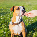 Earthborn Holistic EarthBites Bison & Pumpkin Crunchy Dog Treats