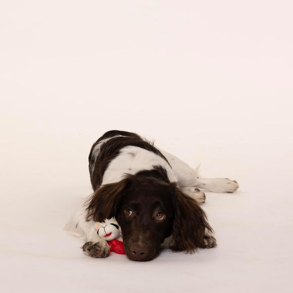 Multipet Lamb Chop Knobby Noggins Plush Squeaky Dog Toy Assorted 5"