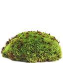 Galapagos Royal Pillow Moss for all Repitiles and Amphibians