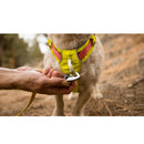 Ruffwear Hi & Light Dog Harness- Sage Green