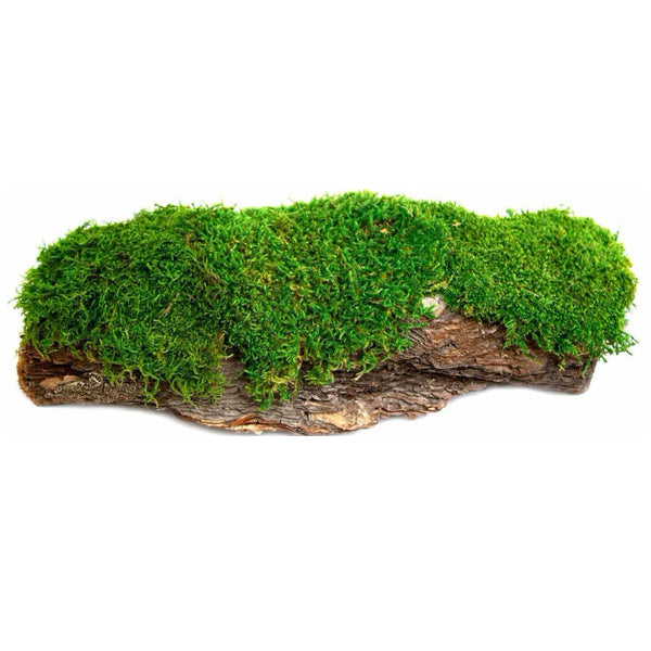 Galapagos Mossy Bark Terrarium for Retpiles & Amphibians Basking (1 piece)