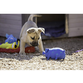 Multipet Latex Globlet Grunting Pig Toy For Dogs- Assorted Colors (9-in)