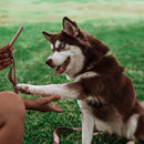 Dog Treat Naturals Superfood Sticks Pork & Peach Dog Treats (10 oz)