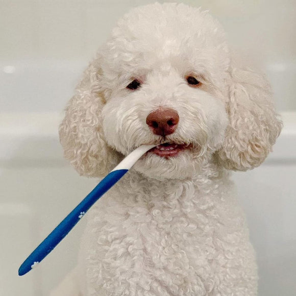 Nylabone Advanced Oral Care Dog Dental Kit