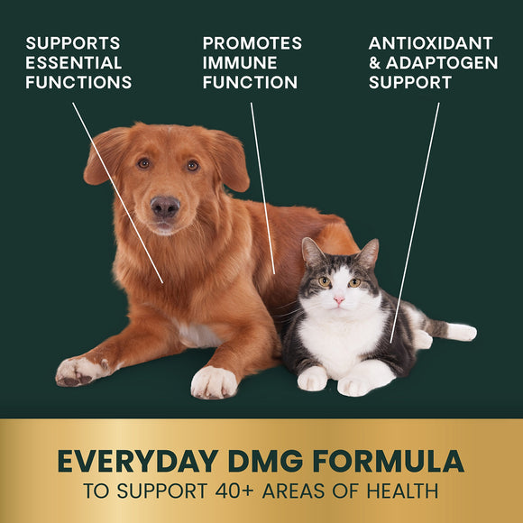 DMG Immunity Health 114 ml Liquid for Cats and Dogs