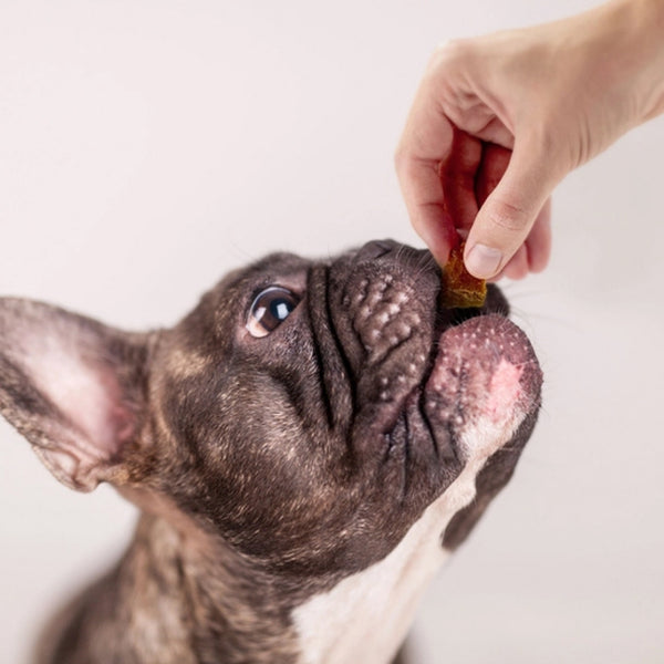 Farmland Traditions Tiny Loves Turkey & Pumpkin with Bone Broth Dog Treats