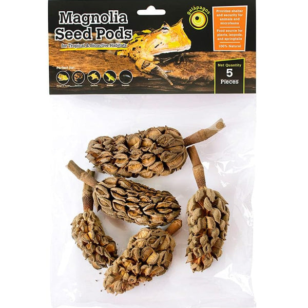 Galapagos Natural Magnolia Seed Pods (5 pieces)