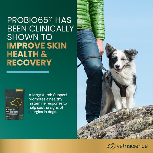 Allergy & Itch Support Chews for Dogs