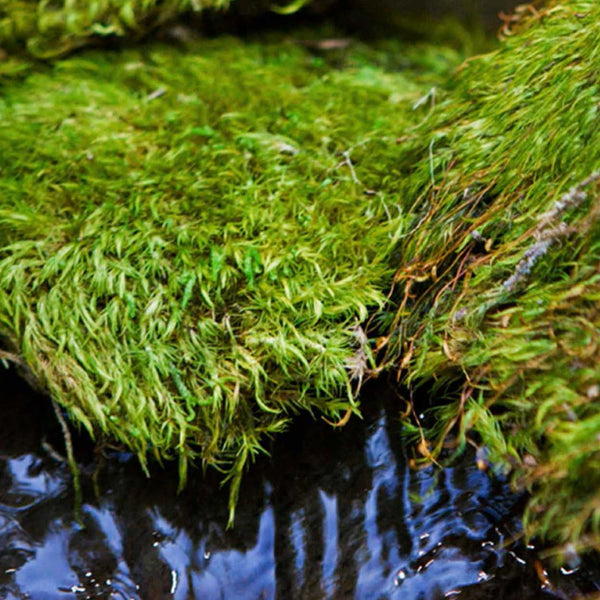 Galapagos Pillow Terrarium Moss for Tropical & Forest Tanks