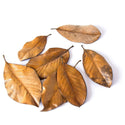 Galapagos Magnolia Leaves for Tropical & Bioactive Habitats (4 qt)