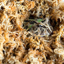 Galapagos 5- Star Premium Terrarium Sphagnum Moss for Enhanced Humidity- Gold