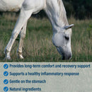 Bute-Less is an equine comfort supplement that provides long-term comfort and recovery support. 