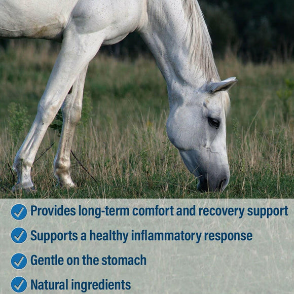 Bute-Less is an equine comfort supplement that provides long-term comfort and recovery support. 