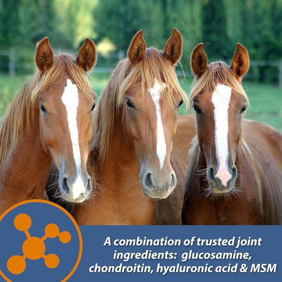 Farnam MaxFlex XR Extended Release Joint Supplement for Horses (30 day supply)