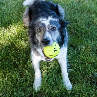 Kong Reflex Ball Toy For Dogs- Large