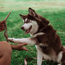 Dog Treat Naturals Superfood Sticks Lamb & Date Dog Treats (10 oz)