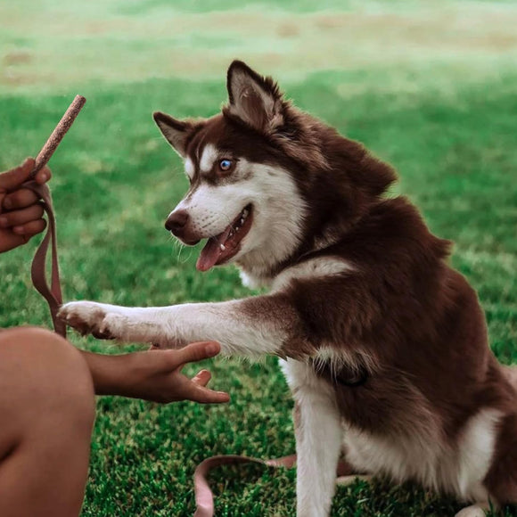 Dog Treat Naturals Superfood Sticks Lamb & Date Dog Treats (10 oz)