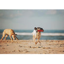 Chuckit! Amphibious Bumper Fetch & Float Toy For Dogs- Medium (color varies)