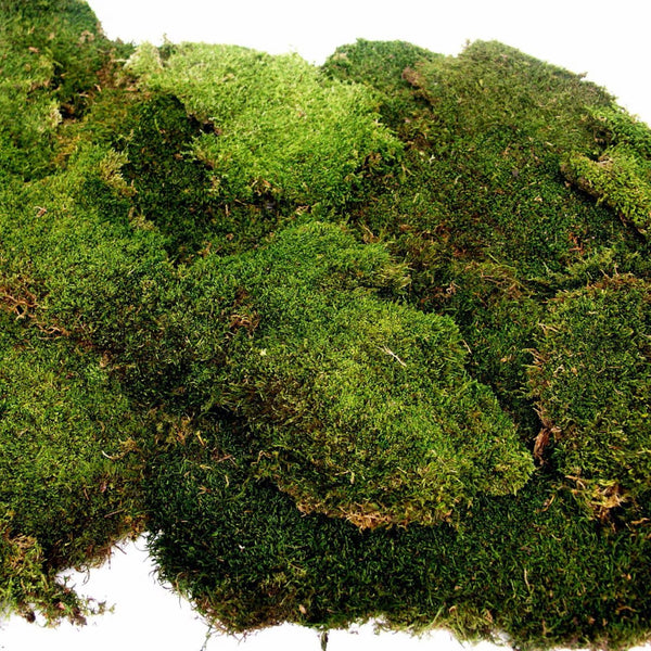 Galapagos Sheet Moss Decorative Sheet of Real Moss for Tropical & Forest Tanks