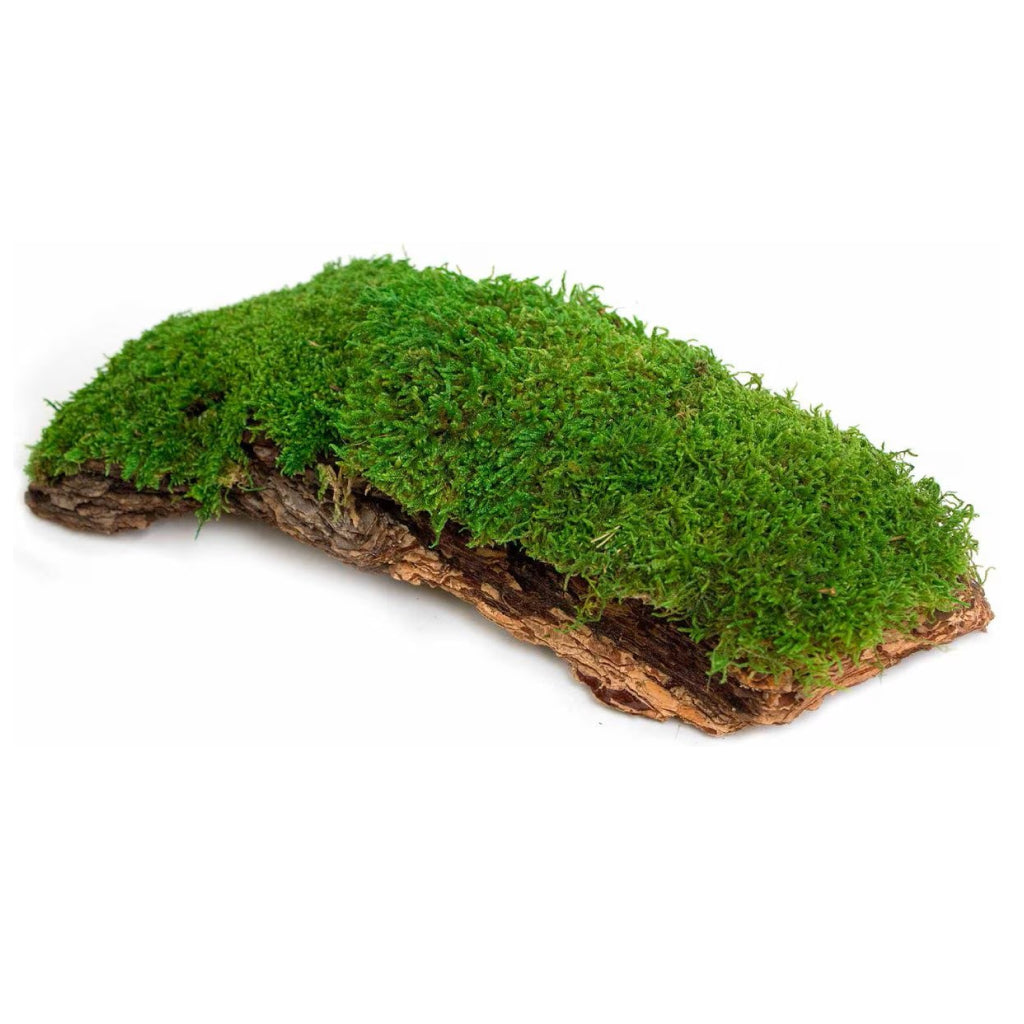 Galapagos Mossy Bark Terrarium for Retpiles & Amphibians Basking (1 piece)