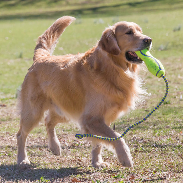 KONG Holiday AirDogs Squeaker Stick Toy For Dogs -Large