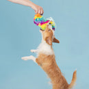 BARK Full o' Fluff Pinata Squeaky Plush Dog Toy