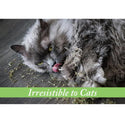 Van Ness Fresh-Nip Organic Catnip For Cats (1 oz)