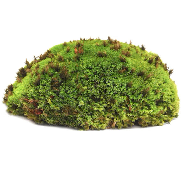 Galapagos Arid Environment Terrarium Starter Kit For Reptiles & Amphibians