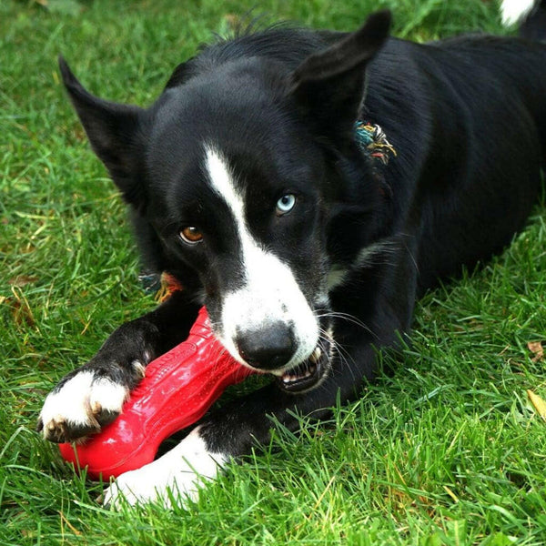 Kong Beezles Stick Toy For Dog - Large (assorted colors)