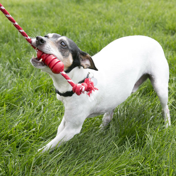 Kong Dental with Rope Toy For Dogs (Small)