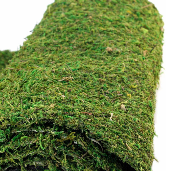 Galapagos CrashPad Mossy Terrarium Bedding Liner (18"x36")