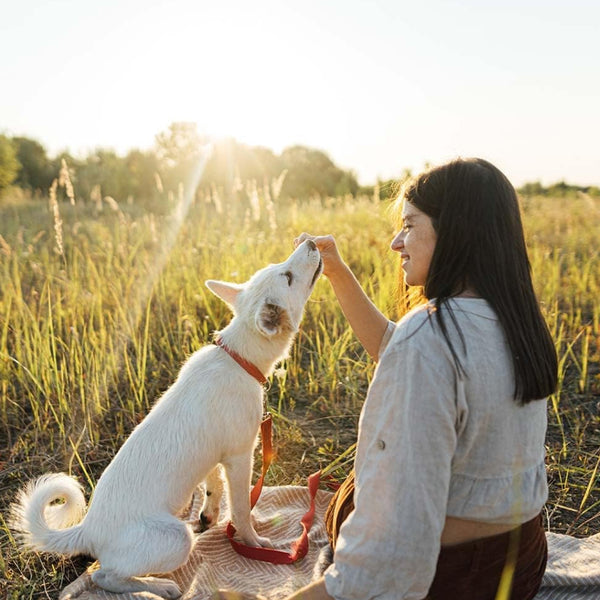 Earthborn Holistic EarthBites Bison & Pumpkin Crunchy Dog Treats