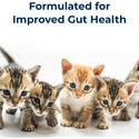 kitten formula kmr is made to improve gut health